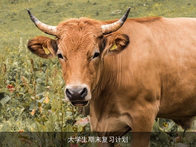 大学生期末复习计划