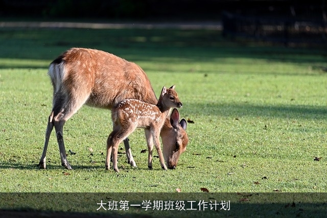 大班第一学期班级工作计划