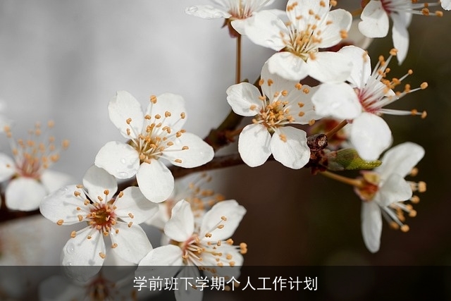 学前班下学期个人工作计划