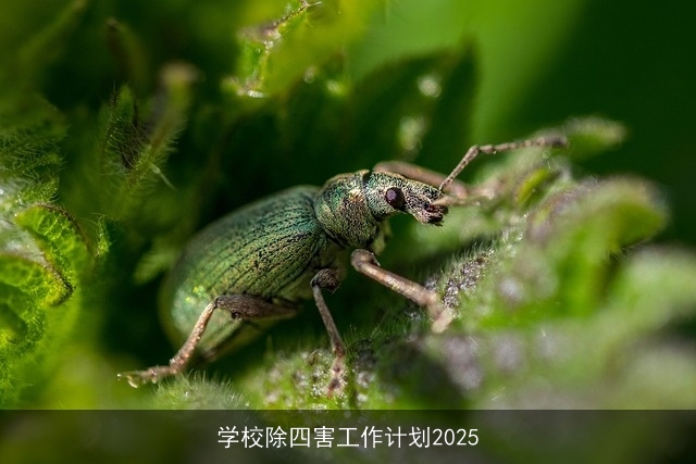 学校除四害工作计划2025