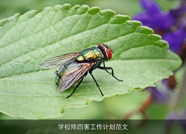 学校除四害工作计划范文