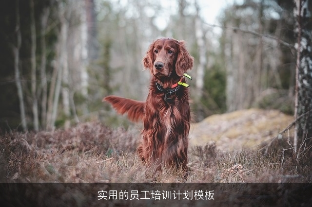 实用的员工培训计划模板