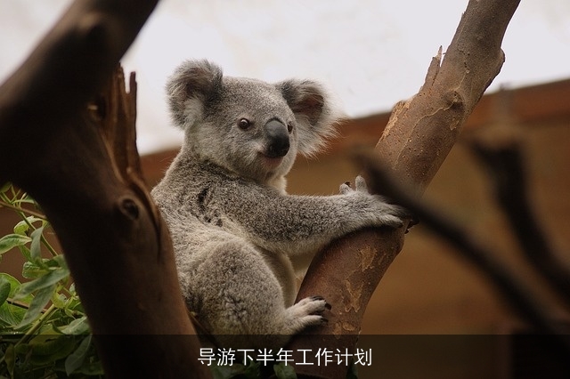 导游下半年工作计划