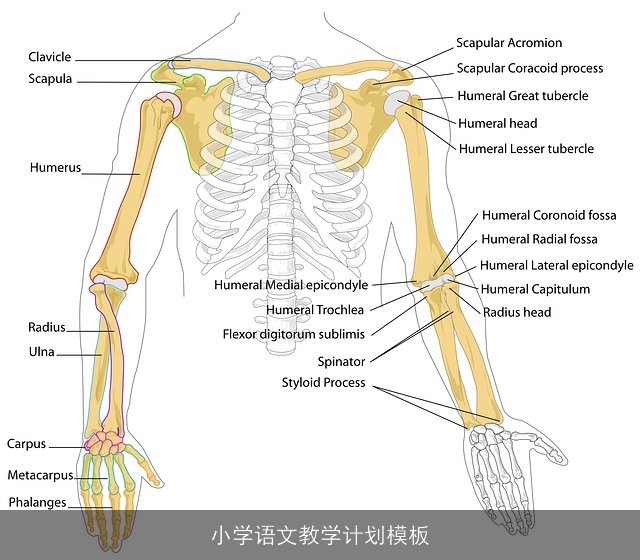 小学语文教学计划模板