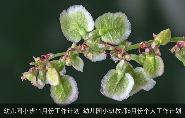 幼儿园小班11月份工作计划_幼儿园小班教师6月份个人工作计划