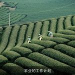 构建未来农业体系：政策引导、科技创新与乡村振兴的多维度策略