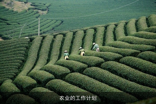 农业的工作计划