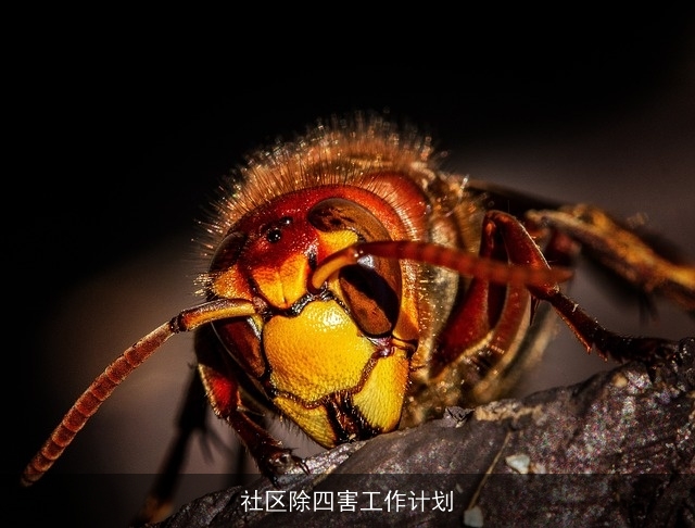 社区除四害工作计划