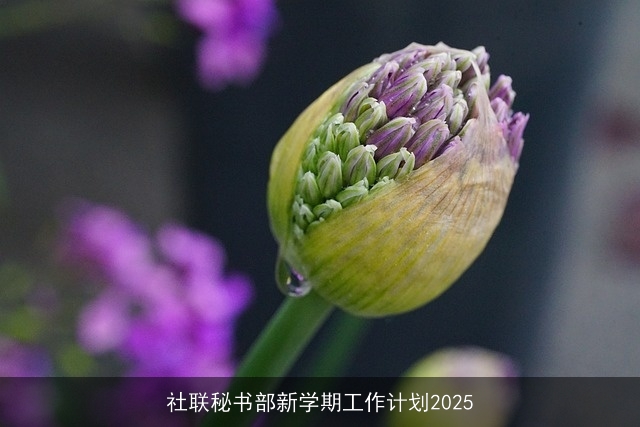 社联秘书部新学期工作计划2025