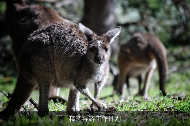 精选导游工作计划
