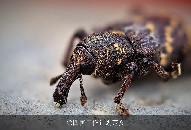 除四害工作计划范文