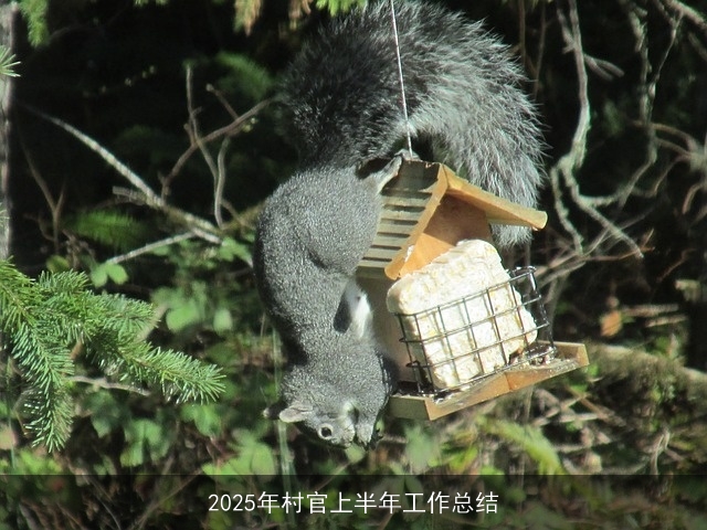 2025年村官上半年工作总结