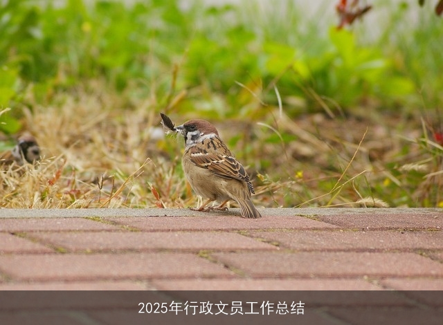 2025年行政文员工作总结