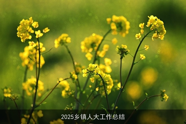 2025乡镇人大工作总结