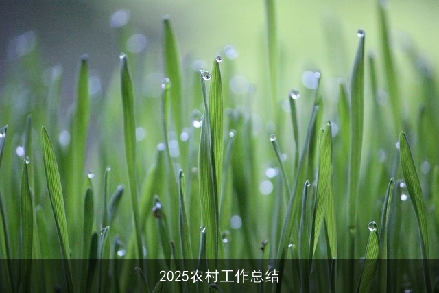 2025农村工作总结