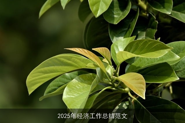 2025年经济工作总结范文