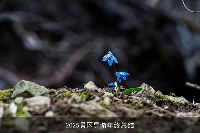 2025景区导游年终总结