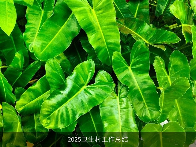 2025卫生村工作总结