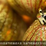 2025圣诞节祝福语大全 圣诞节祝福语大全100句