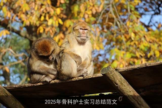 2025年骨科护士实习总结范文