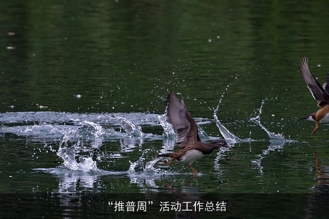 “推普周”活动工作总结