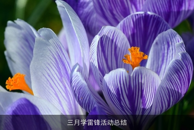 三月学雷锋活动总结