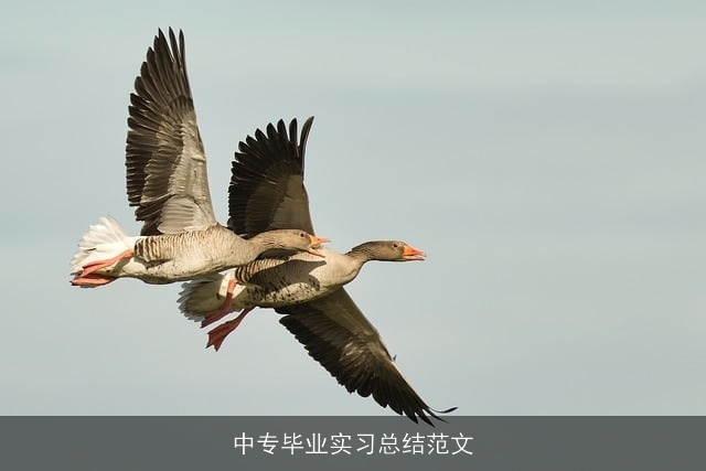 中专毕业实习总结范文