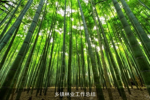 乡镇林业工作总结