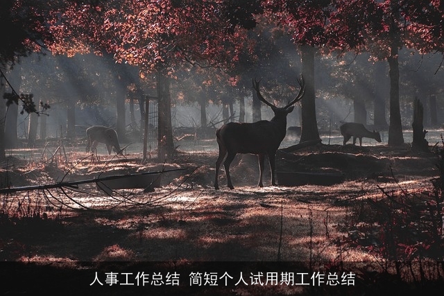 人事工作总结 简短个人试用期工作总结
