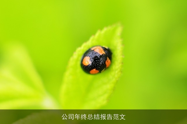 公司年终总结报告范文