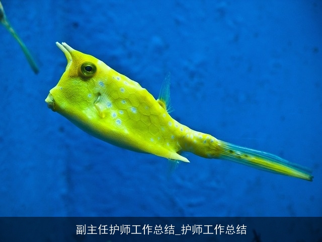 副主任护师工作总结_护师工作总结