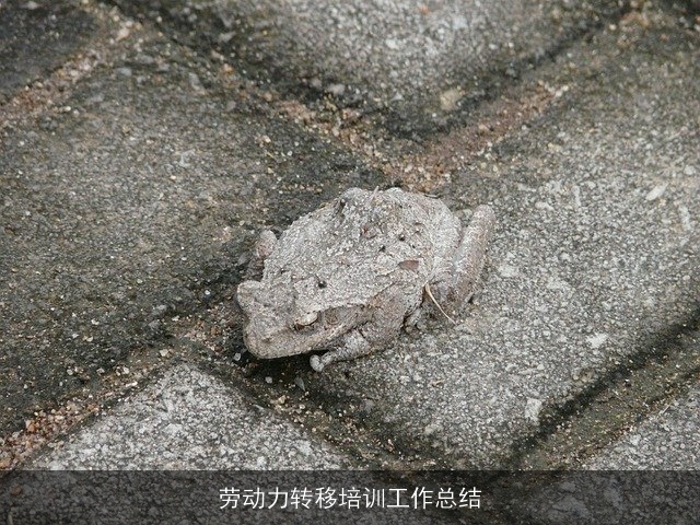 劳动力转移培训工作总结