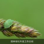 园林绿化年度工作总结
