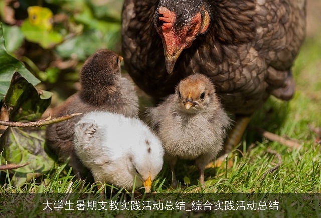 大学生暑期支教实践活动总结_综合实践活动总结