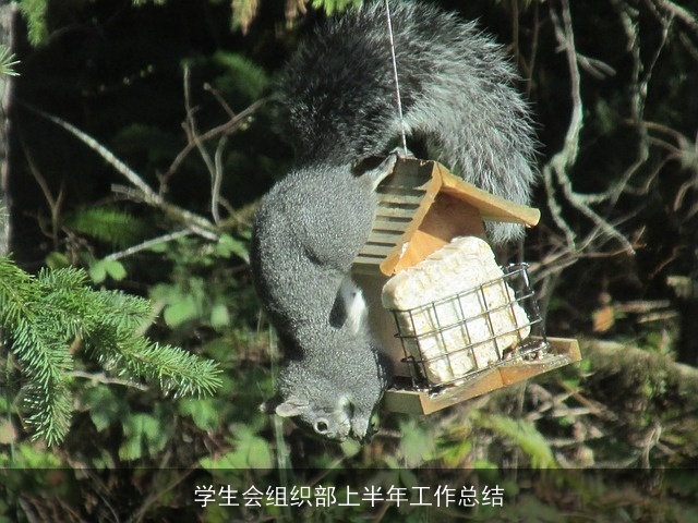 学生会组织部上半年工作总结