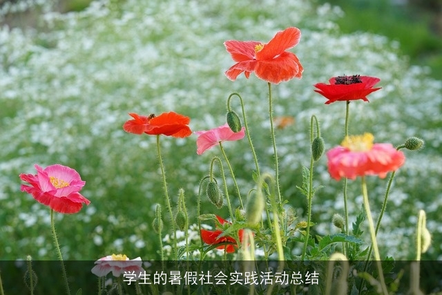 学生的暑假社会实践活动总结