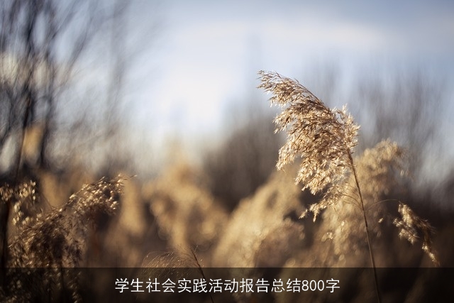 学生社会实践活动报告总结800字