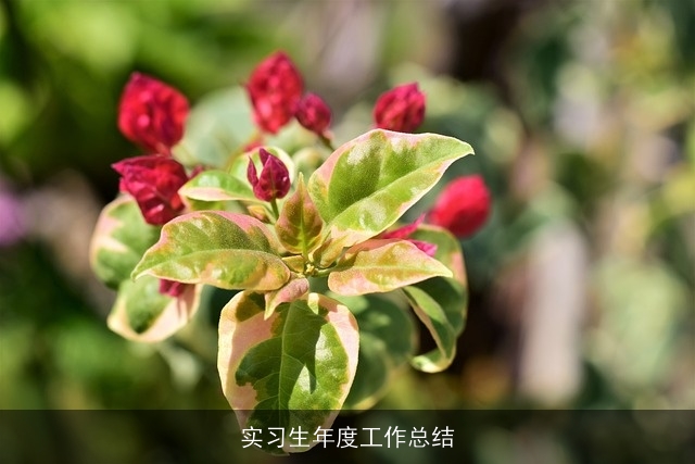 实习生年度工作总结