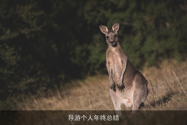 导游个人年终总结