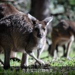 导游实习总结范文