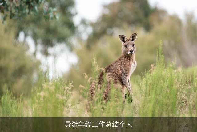 导游年终工作总结个人