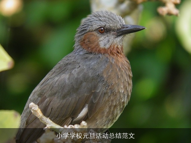 小学学校元旦活动总结范文