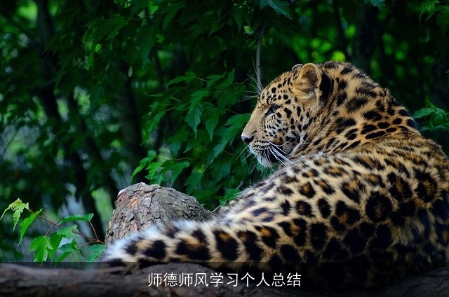 师德师风学习个人总结