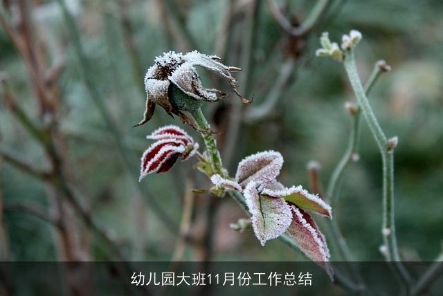 幼儿园大班11月份工作总结