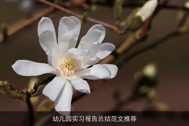 幼儿园实习报告总结范文推荐