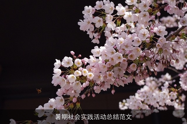 暑期社会实践活动总结范文