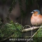 森林防火宣传的活动总结
