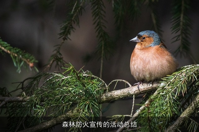 森林防火宣传的活动总结