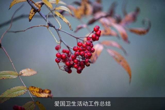 爱国卫生活动工作总结