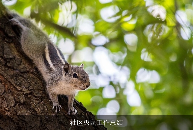 社区灭鼠工作总结